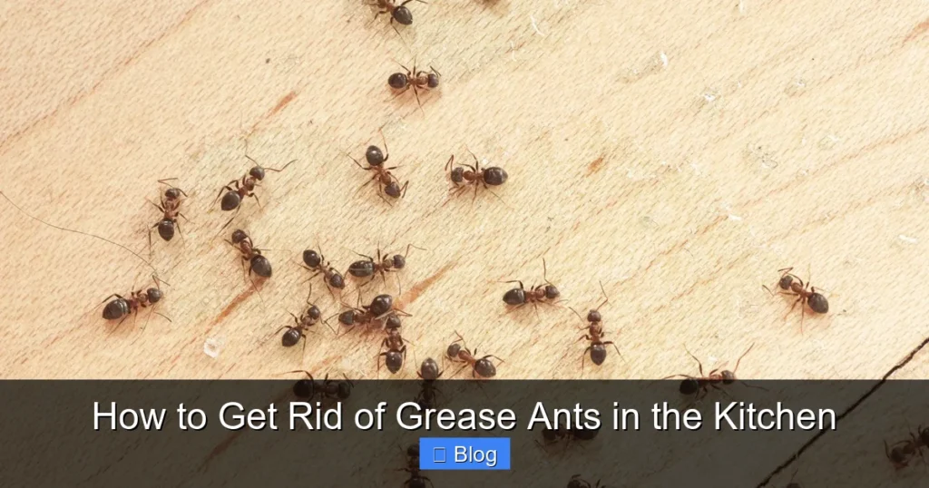 How to Get Rid of Grease Ants in the Kitchen
