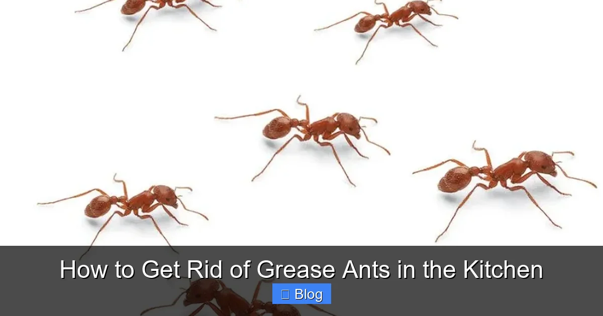 How to Get Rid of Grease Ants in the Kitchen