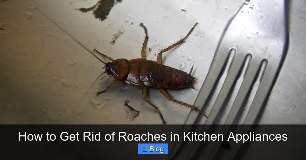 How to Get Rid of Roaches in Kitchen Appliances