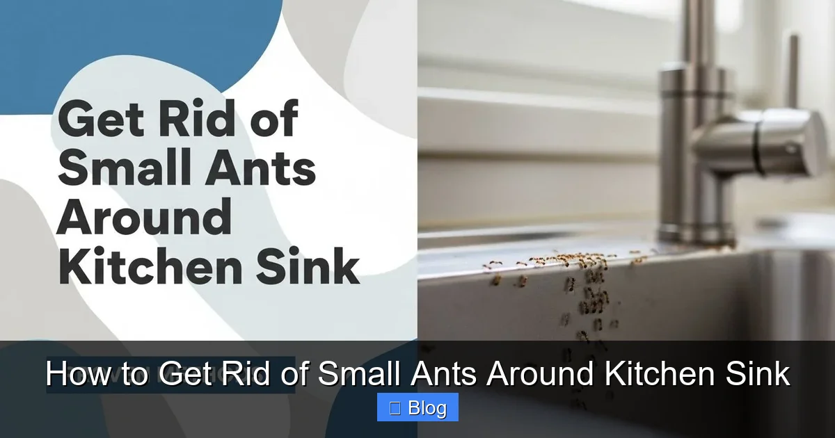 How to Get Rid of Small Ants Around Kitchen Sink