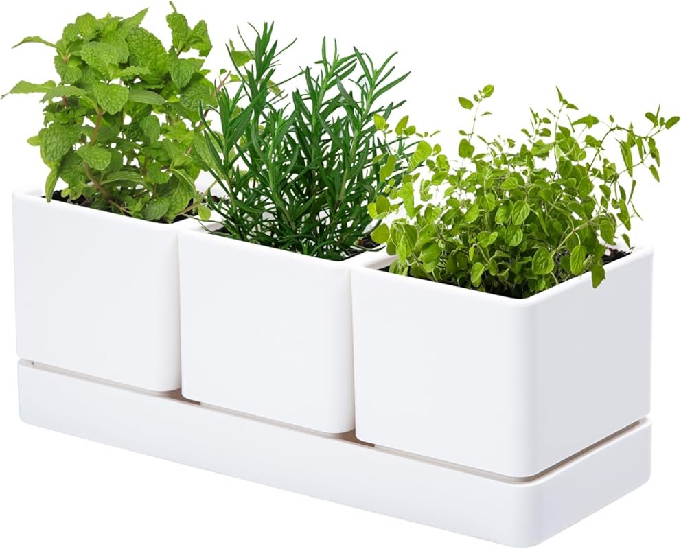 D'vine Dev Herb Garden Pot with Drainage & Saucer – White Windowsill P