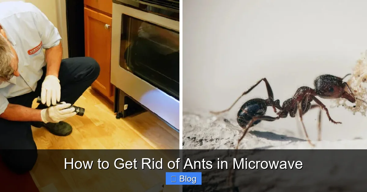 How to Get Rid of Ants in Microwave