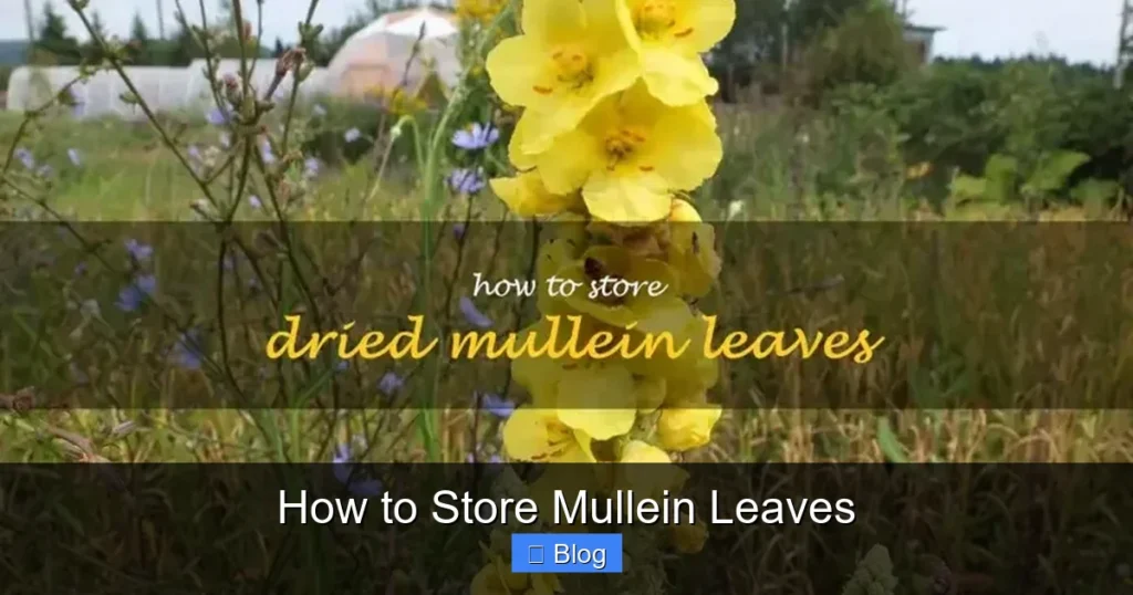How to Store Mullein Leaves