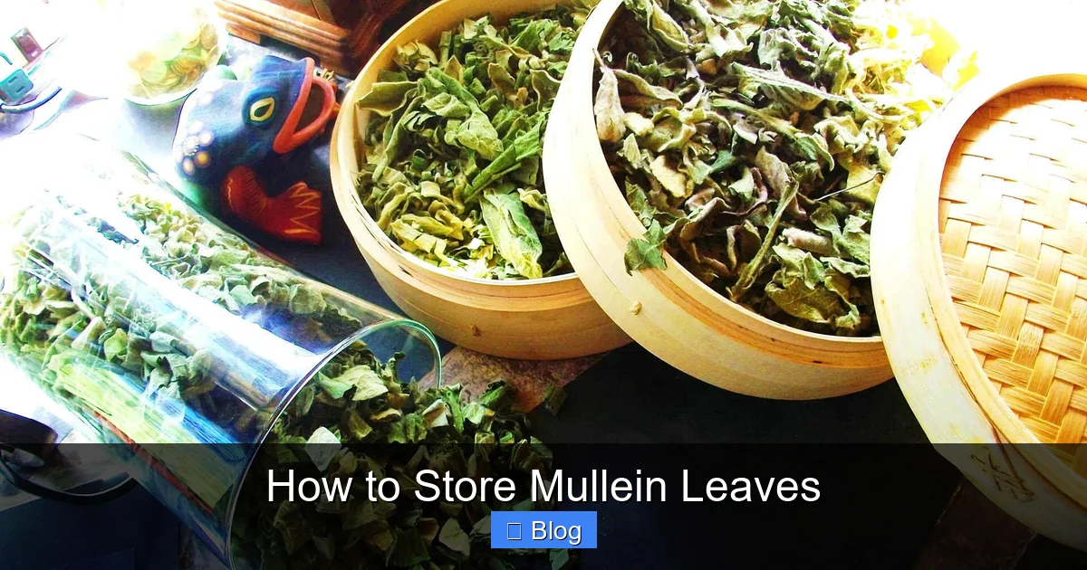 How to Store Mullein Leaves