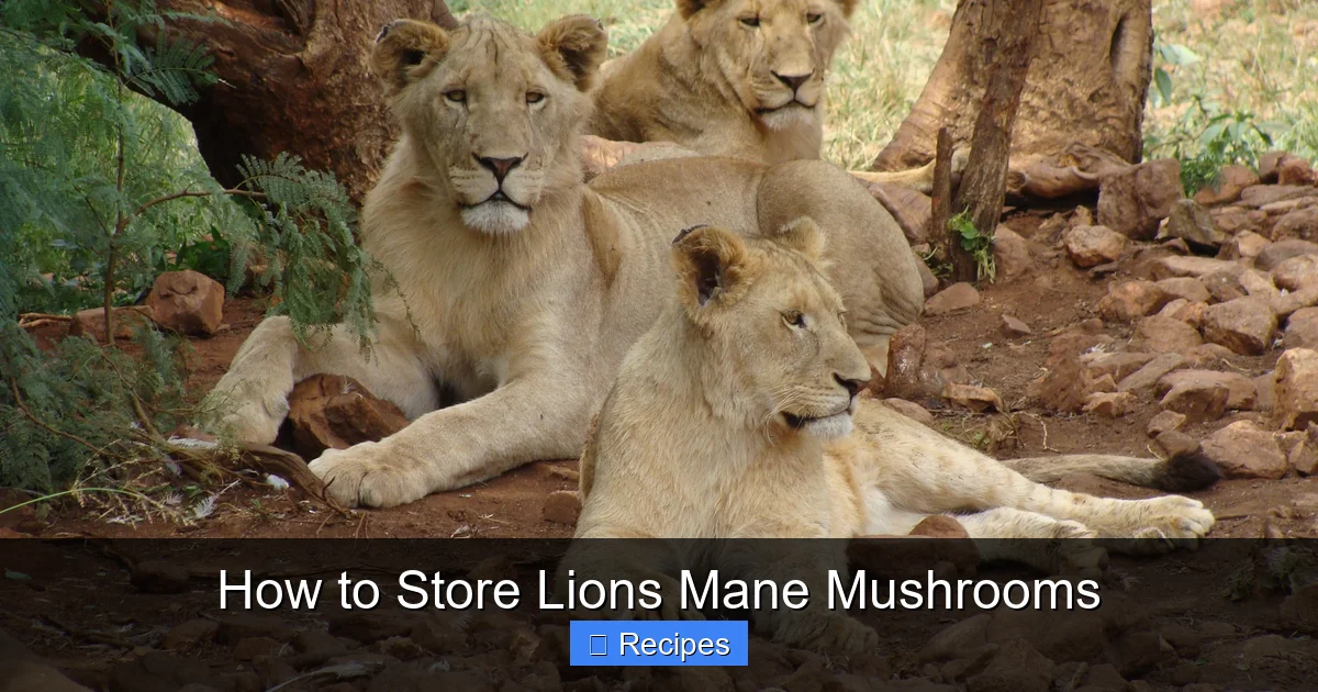 How to Store Lions Mane Mushrooms