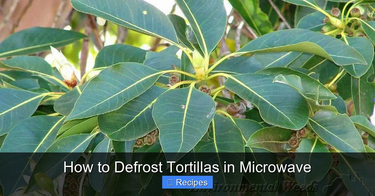 How to Defrost Tortillas in Microwave