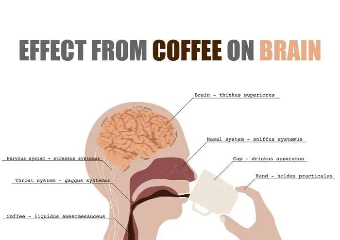 Does Coffee Cause Dementia