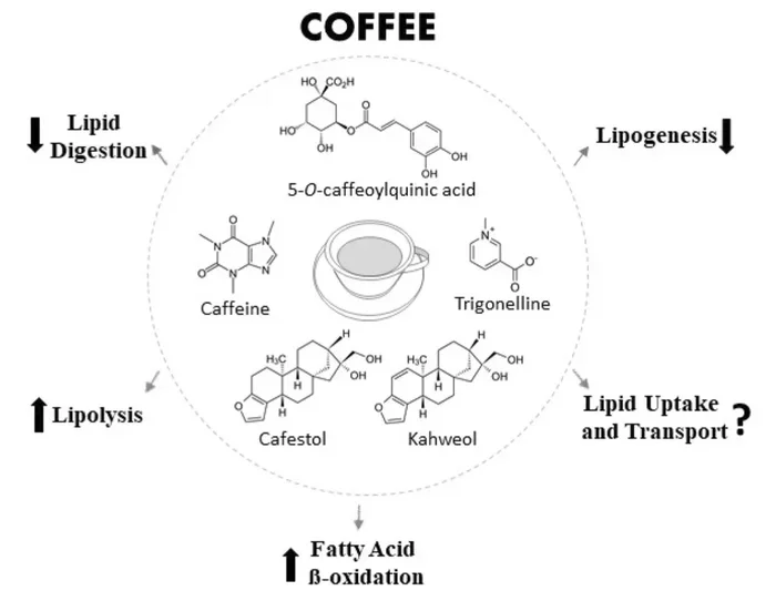 Does Coffee Have Cholesterol