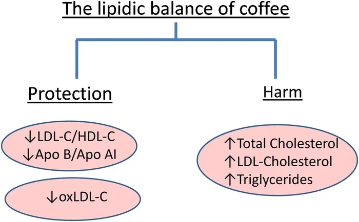 Does Coffee Have Cholesterol