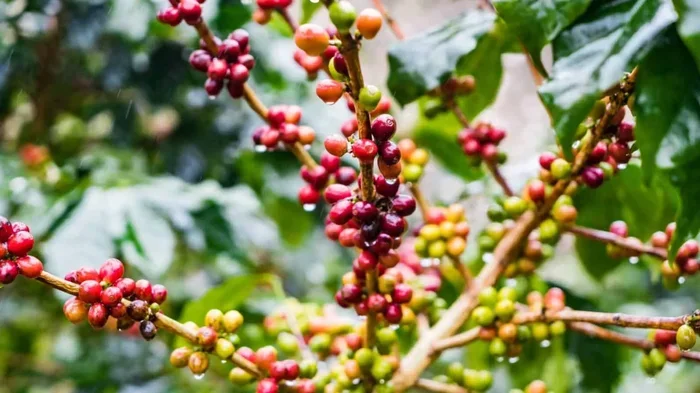 Does Coffee Stunt Growth