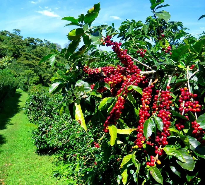 Does Coffee Stunt Growth
