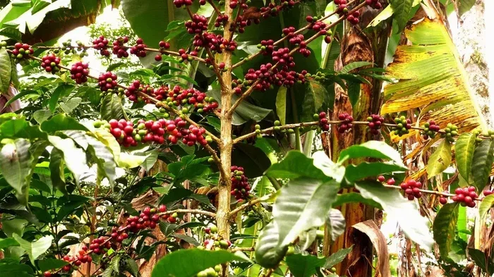 Does Coffee Stunt Growth