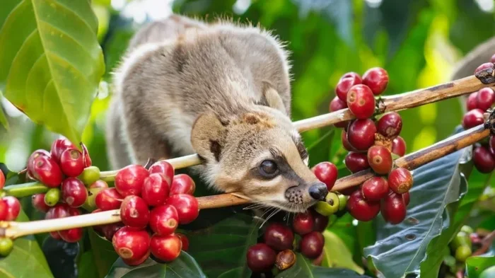 Animal That Eats Coffee Beans
