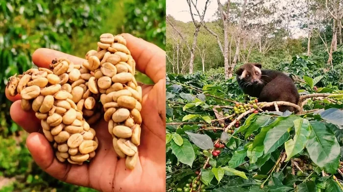 Animal That Eats Coffee Beans