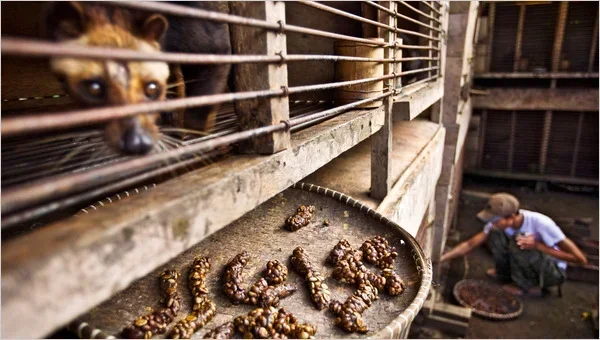 Animal That Eats Coffee Beans