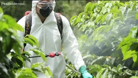 Does Coffee Have Pesticides