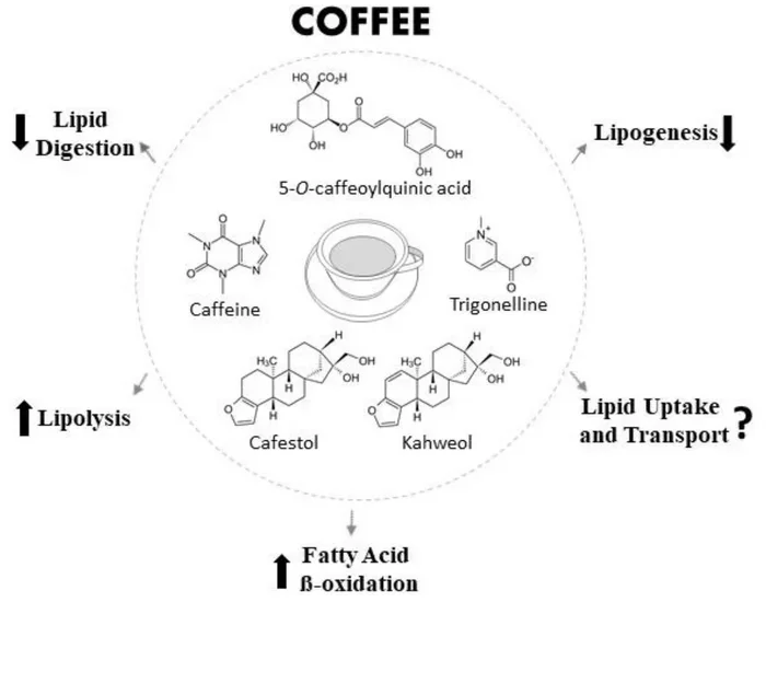 Does Coffee Boost Metabolism