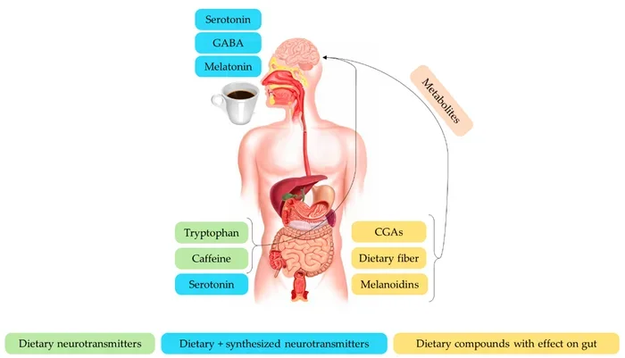 Does Coffee Help with Digestion