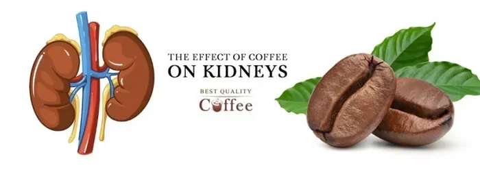 Does Coffee Damage Kidneys