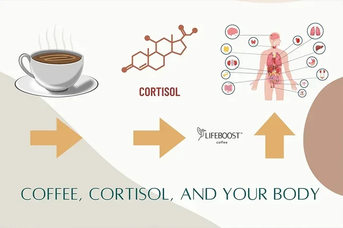 Does Coffee Spike Cortisol