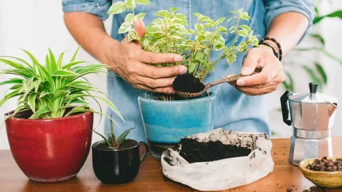 Are Coffee Grounds Good for Indoor Plants