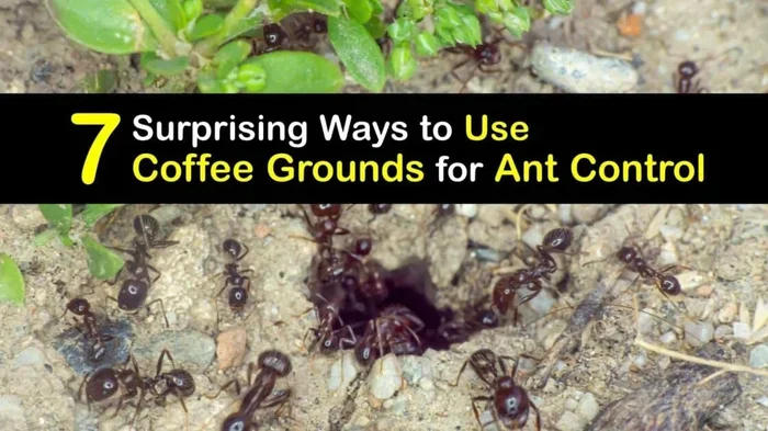 Does Coffee Grounds Keep Ants Away