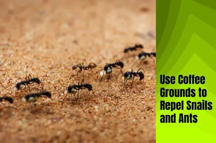 Does Coffee Grounds Keep Ants Away