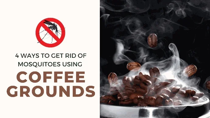 Does Coffee Deter Mosquitoes