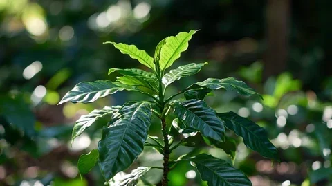 Does Coffee Grow in the Us