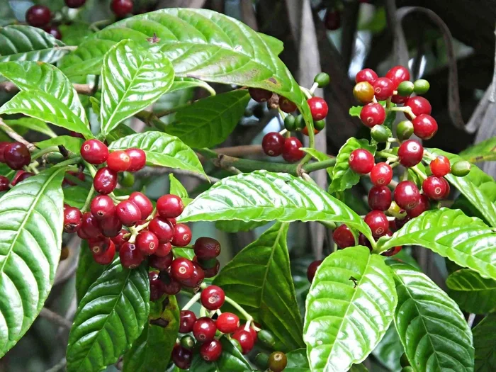 Does Coffee Grow in the Us