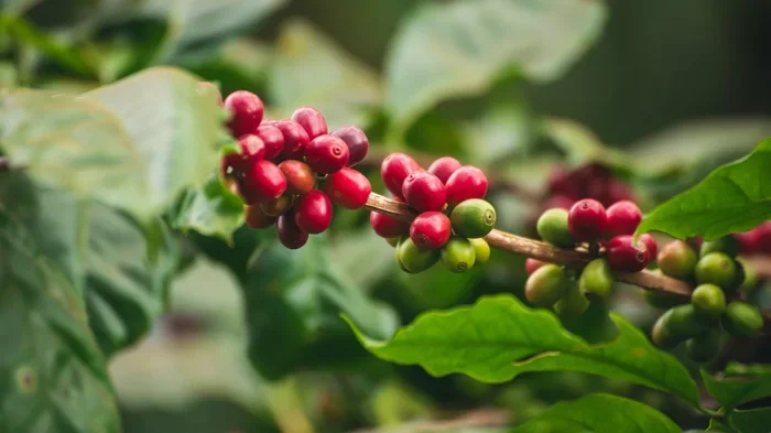 Does Coffee Grow in the Us