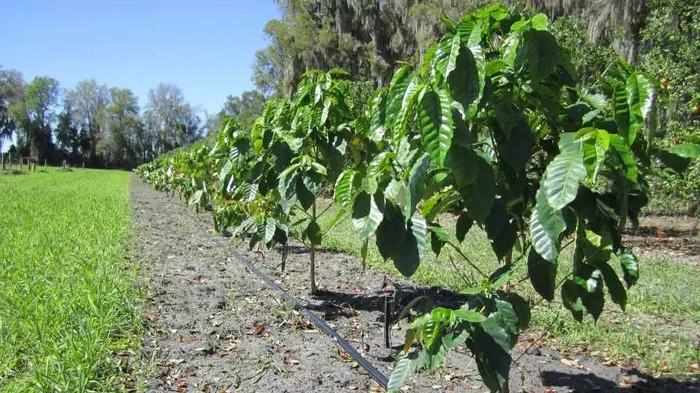 Can You Grow Coffee in Florida