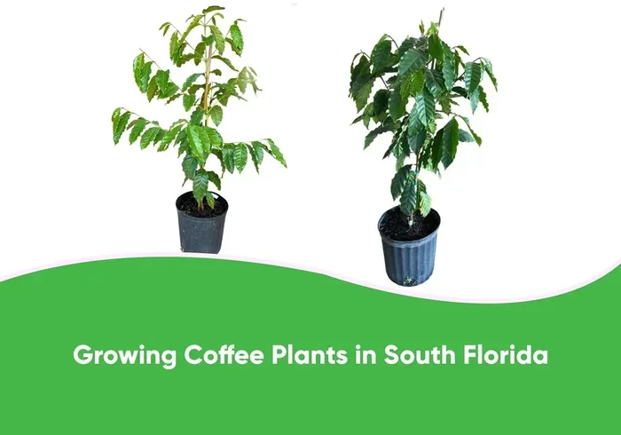 Can You Grow Coffee in Florida