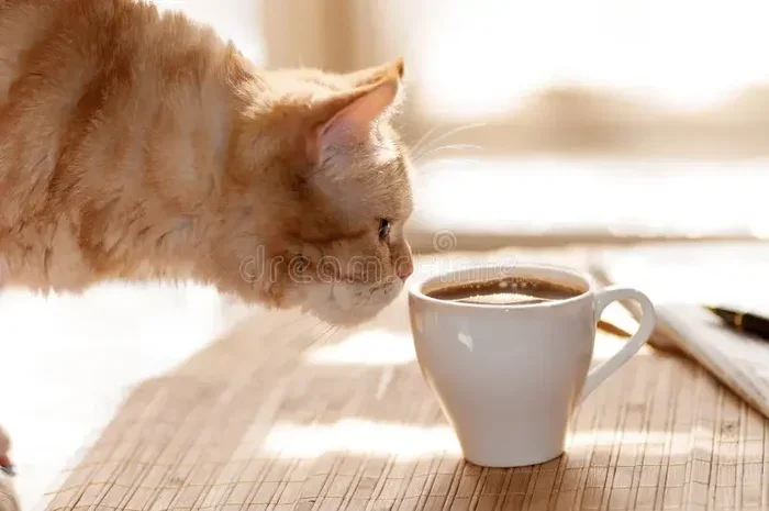 Can Cats Have Coffee
