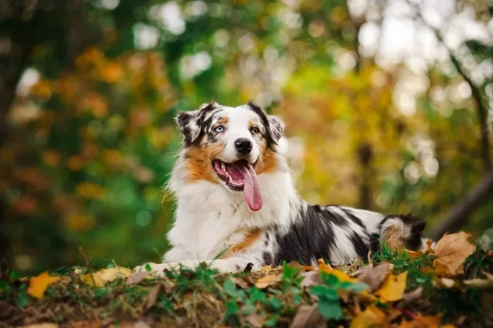 Can Dogs Eat Coffee Grounds