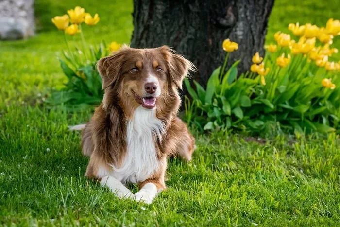 Can Dogs Eat Coffee Grounds