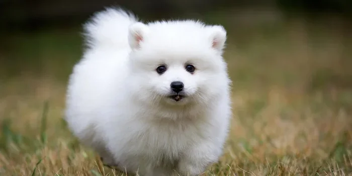 Can Dogs Eat Coffee Grounds
