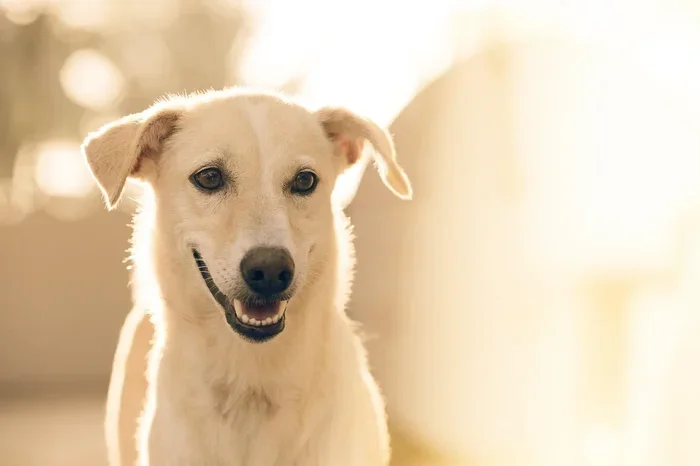 Can Dogs Have Coffee Ice Cream