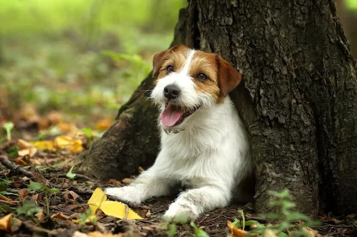 Can Dogs Have Coffee Ice Cream