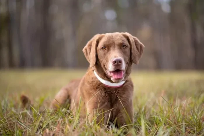 Can Dogs Eat Coffee Ice Cream