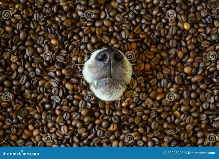 Can Dogs Eat Coffee Beans