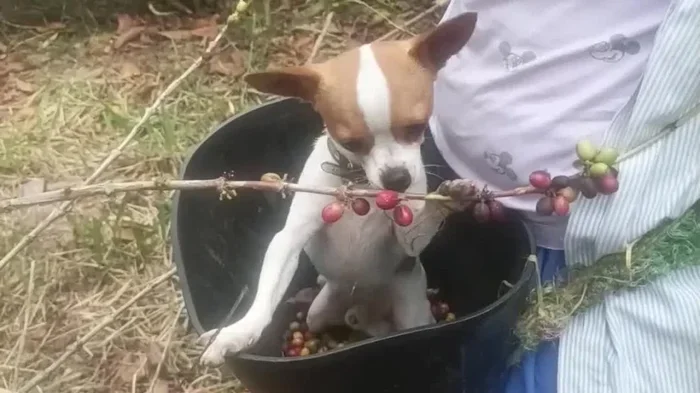 Can Dogs Eat Coffee Beans