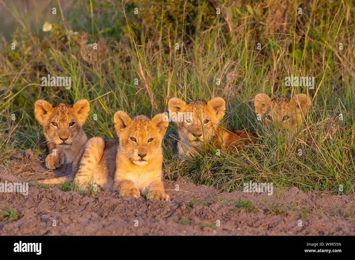 How Much Caffeine in Folgers Instant Coffee