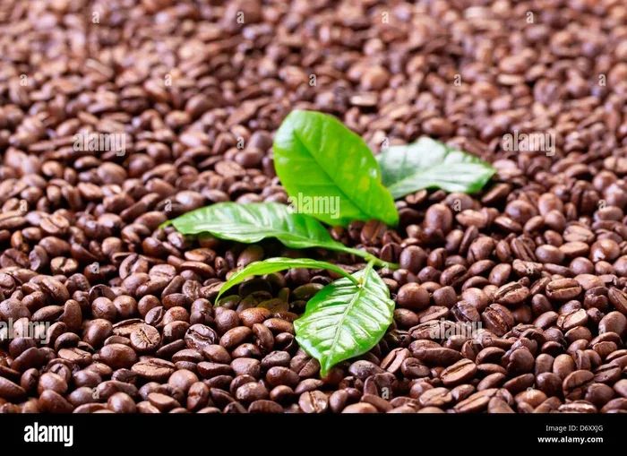 How Old Is Coffee