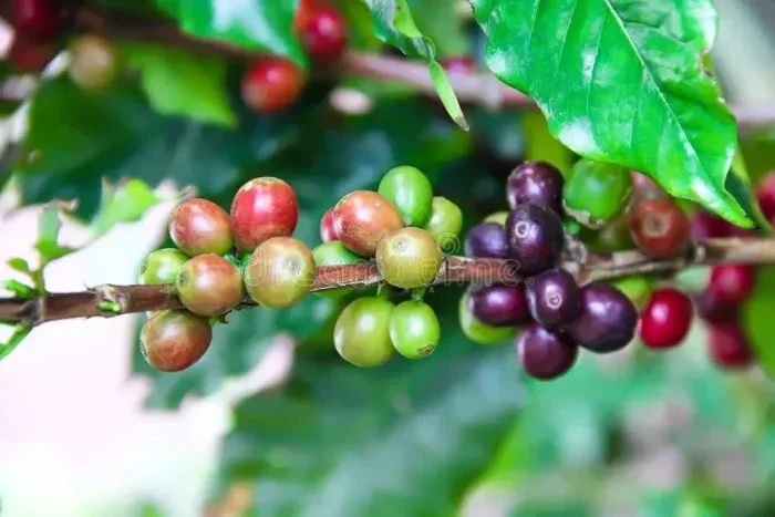 How Old Is Coffee
