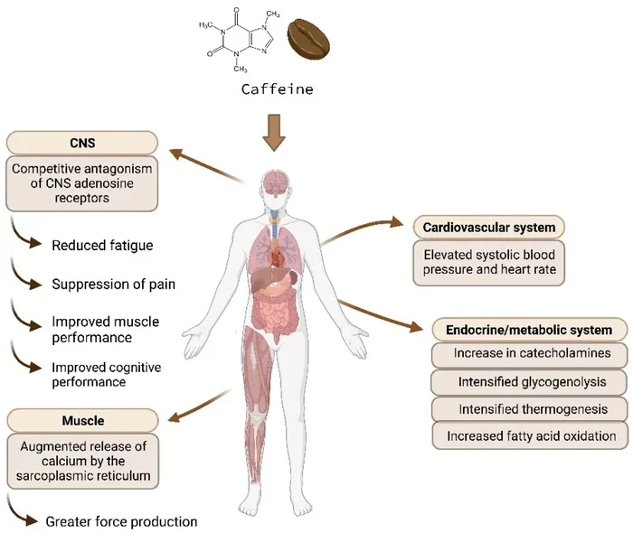 Does Coffee Boost Your Metabolism