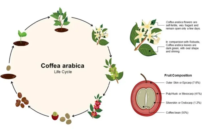 Does Coffee Boost Your Metabolism
