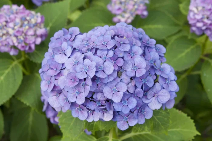 Do Hydrangeas Like Coffee Grounds