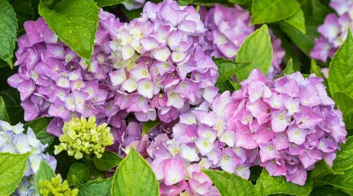 Do Hydrangeas Like Coffee Grounds