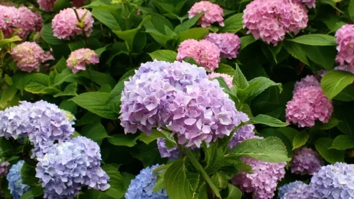 Do Hydrangeas Like Coffee Grounds